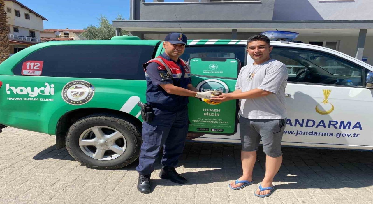Yaralı halde bulunan baykuş, jandarma ekiplerince kurtarıldı