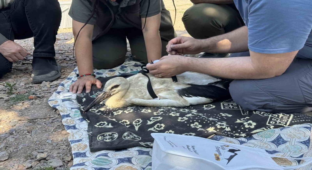 Yaren Leylekin yavruları halkalandı: Yavruların göç yolculukları takip altında
