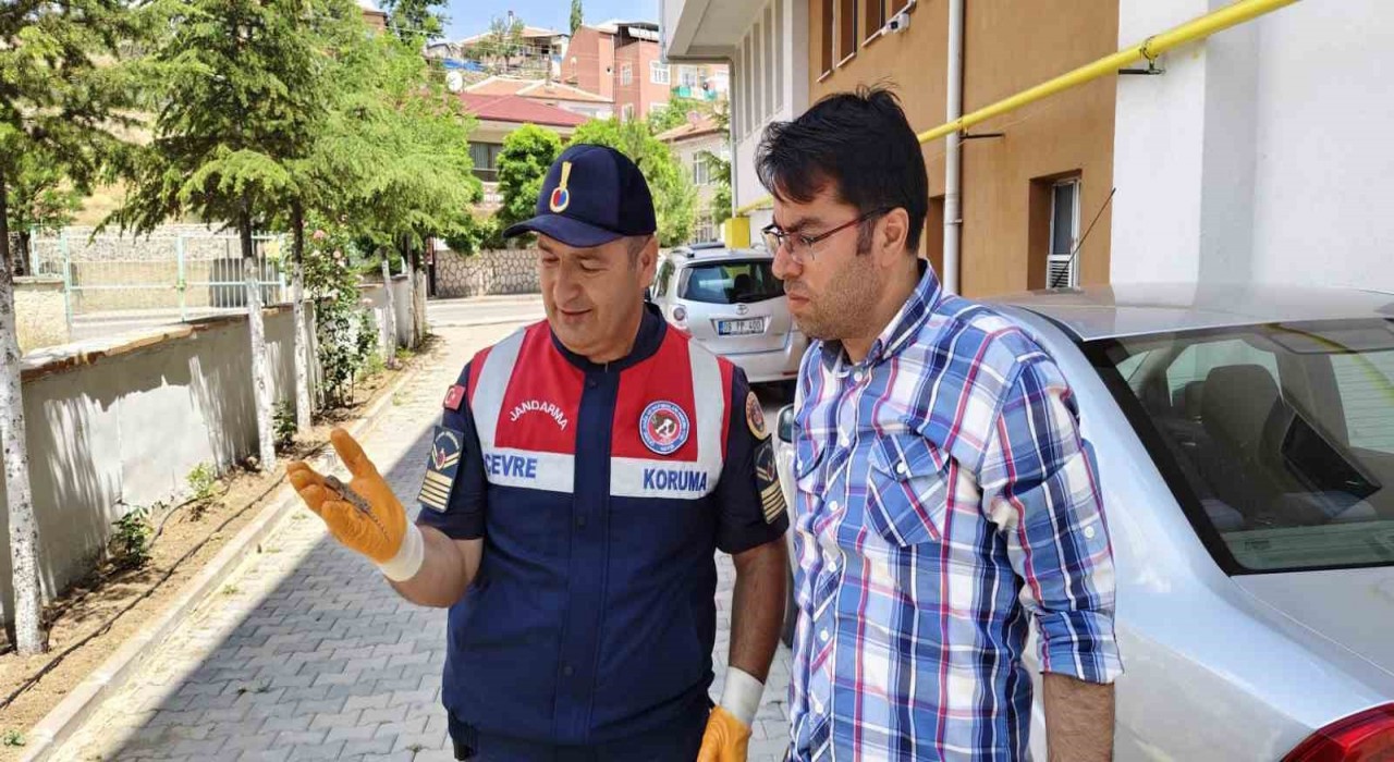 Yerköyde nesli tükenmekte olan bozkır keleri görüldü