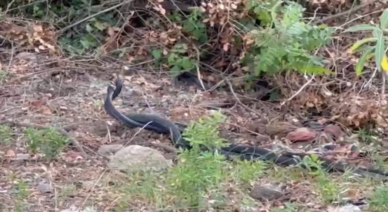 Yılanların dansı görüntülendi