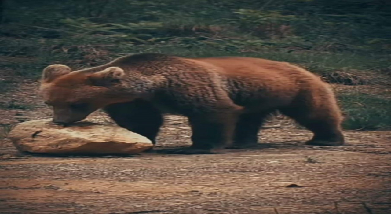 Yiyecek arayan ayı ile sincaplar kameralara yansıdı