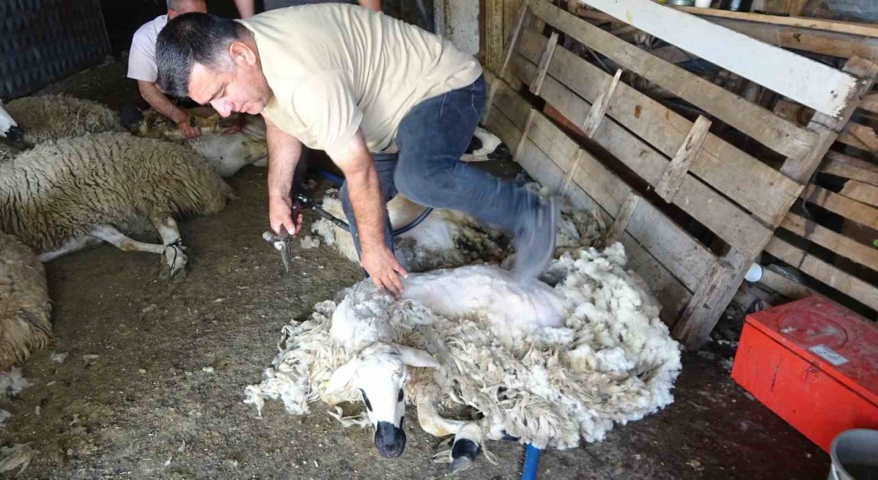 Yozgatta koyun kırkma mesaisi başladı