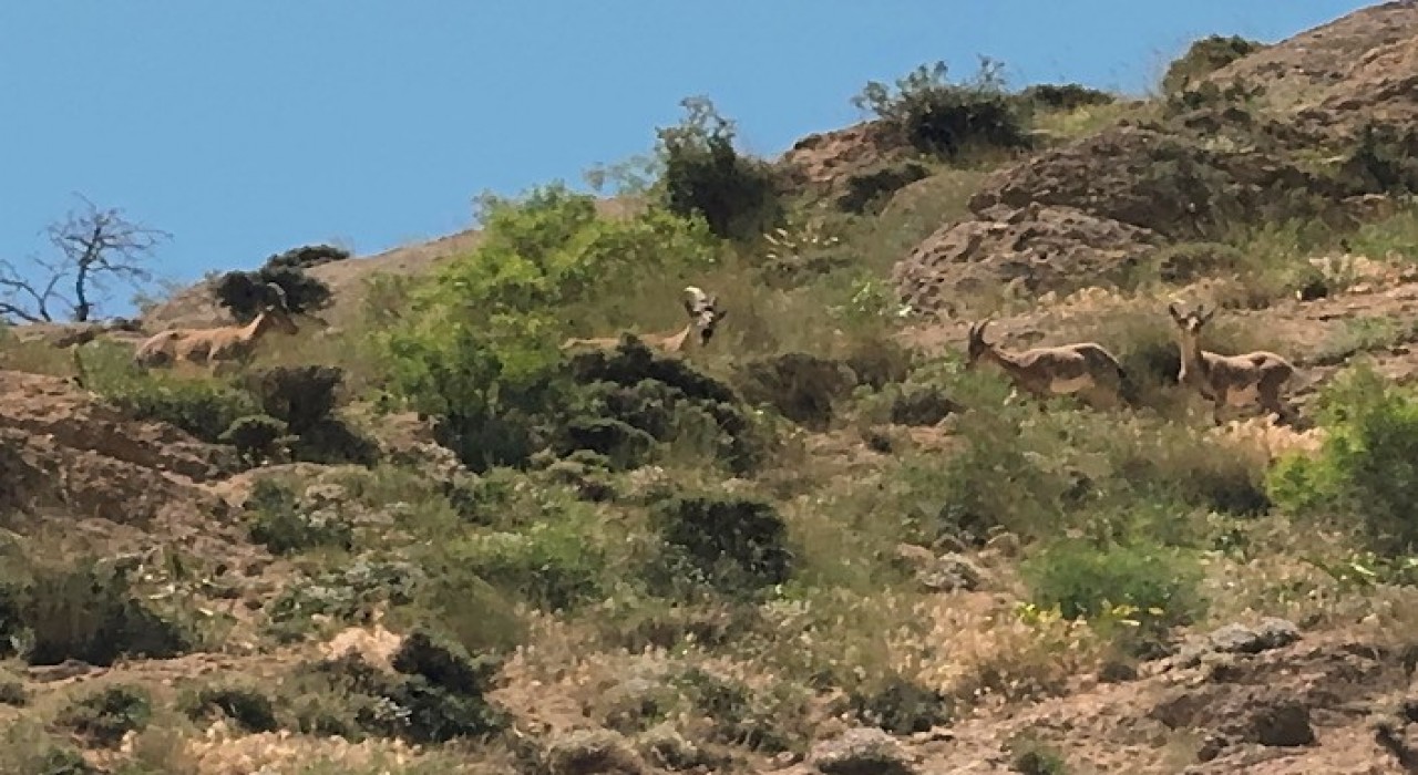 Yüksekovada dağ keçileri görüntülendi