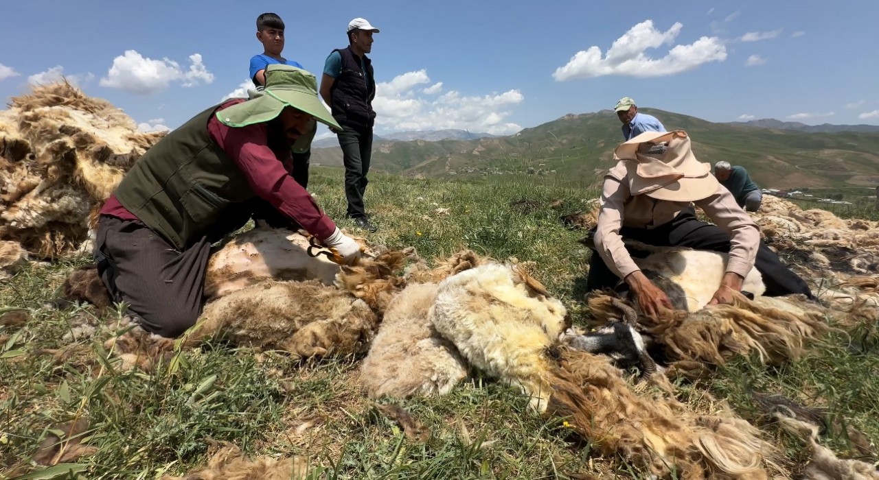 Yüksekovada koyun kırkma mesaisi başladı