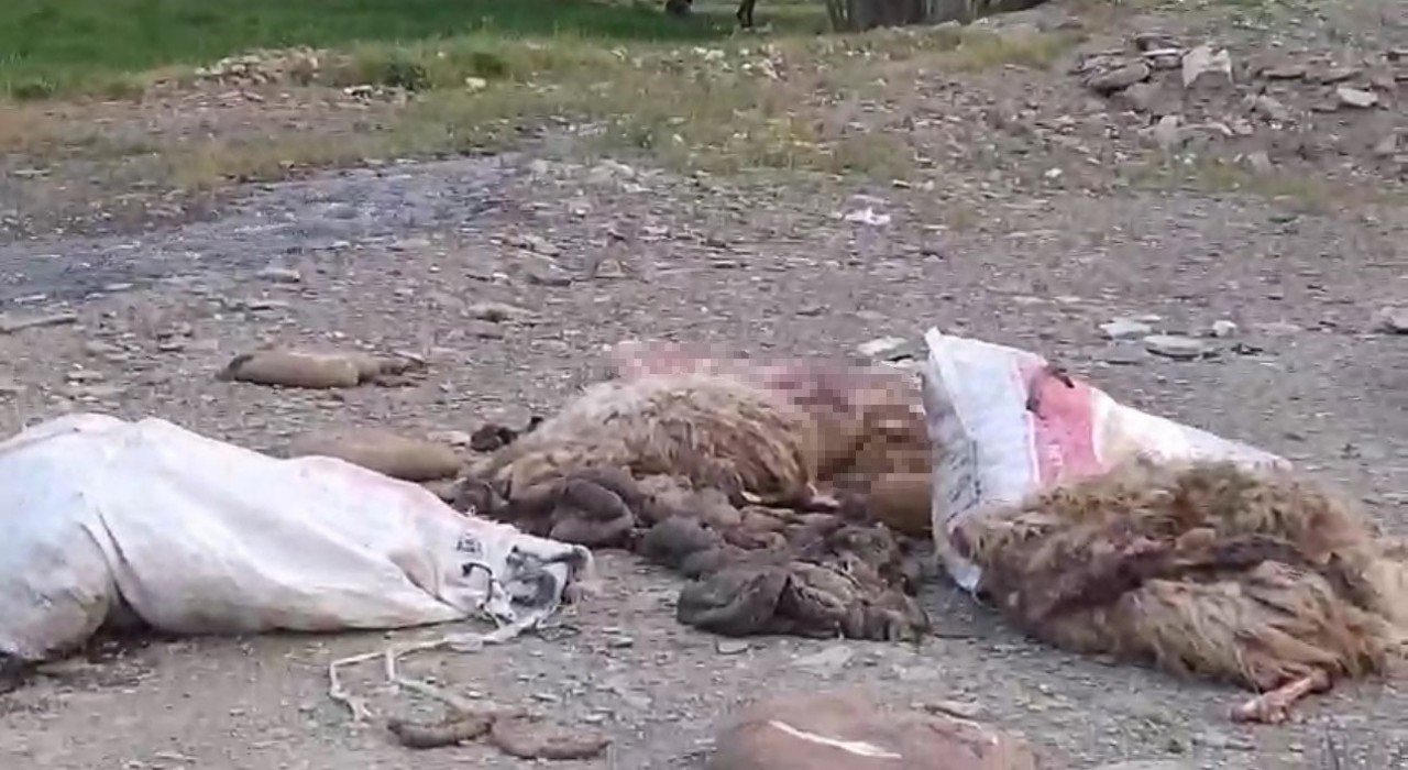 Yüksekovada sakatatların yol kenarına atılmasına tepki