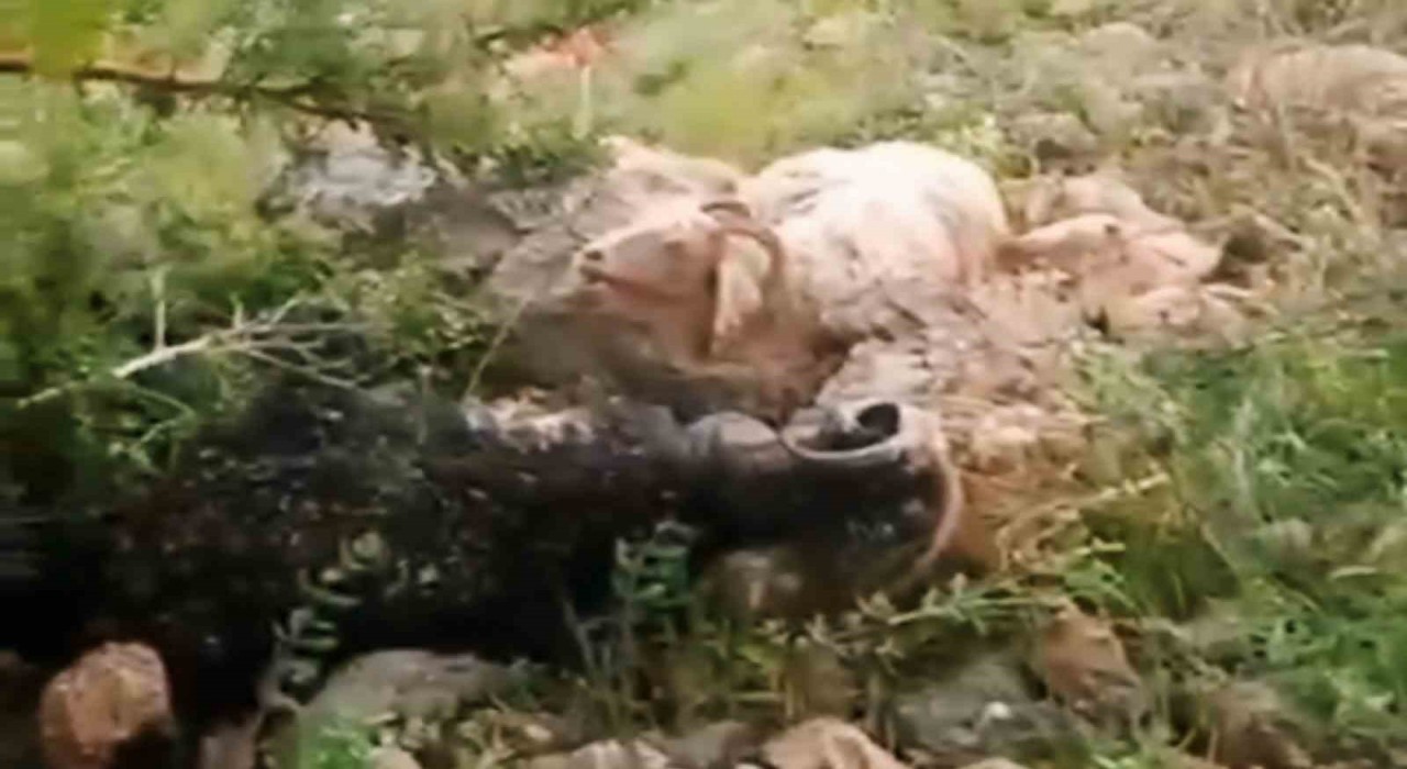 Yüksekovada sürünün üzerine yıldırım düştü: 8 koyun telef oldu, çoban yaralandı