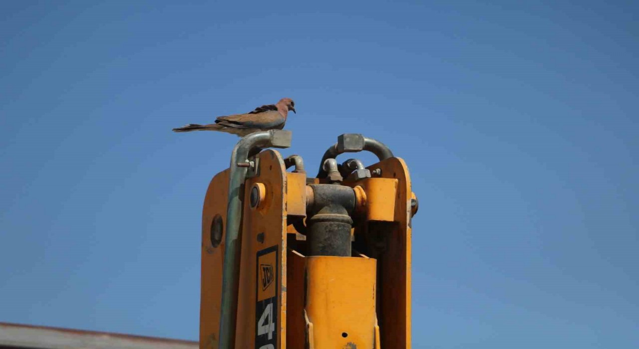 Yuva bozulmasın diye kepçesine 23 gündür kontak vurmayan operatör, şimdiyse yumurtadan çıkan kumruların yuvadan uçup gitmesini bekliyor