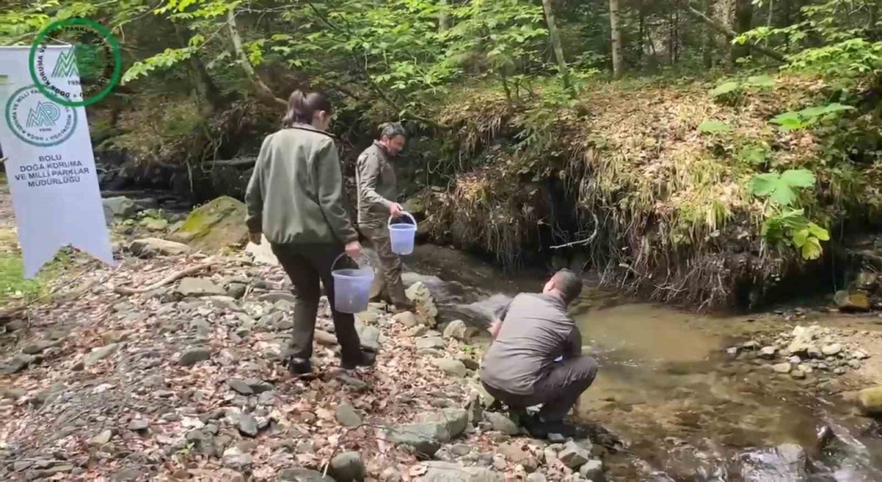 Yüzlerce alabalık derelere salındı