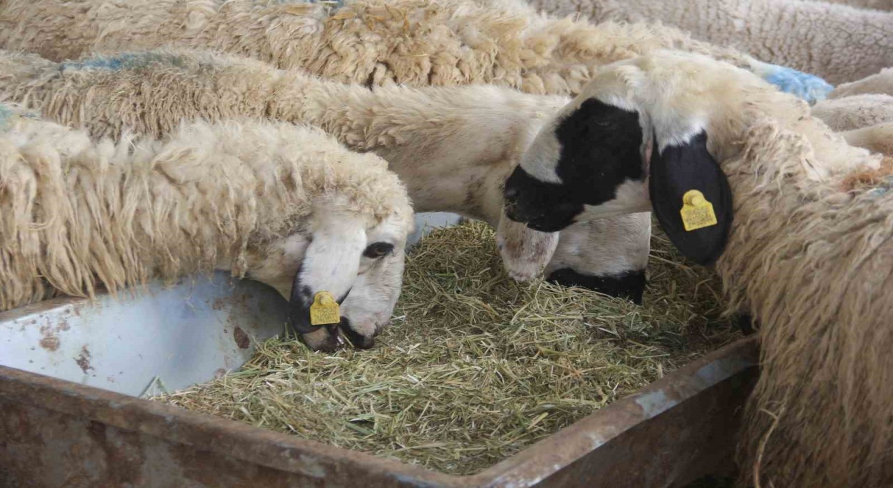 Zarada kurbanlık pazarında durgunluk