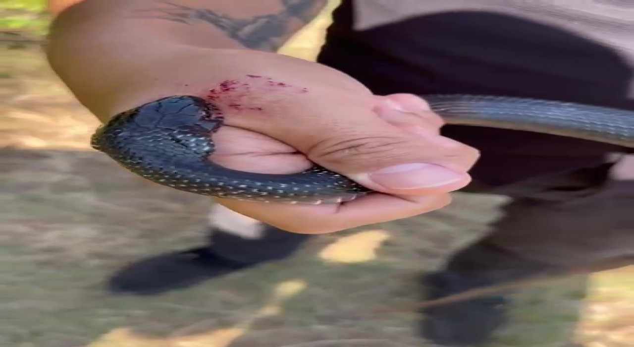 Zararsız, öldürmeyin dediği 1 buçuk metrelik yılan bir anda elini ısırdı