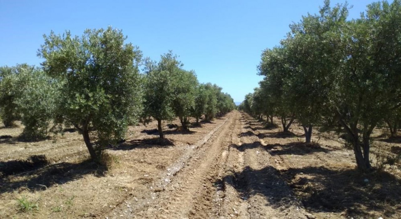 Zeytinlikler zarar görmeden taşınabilir