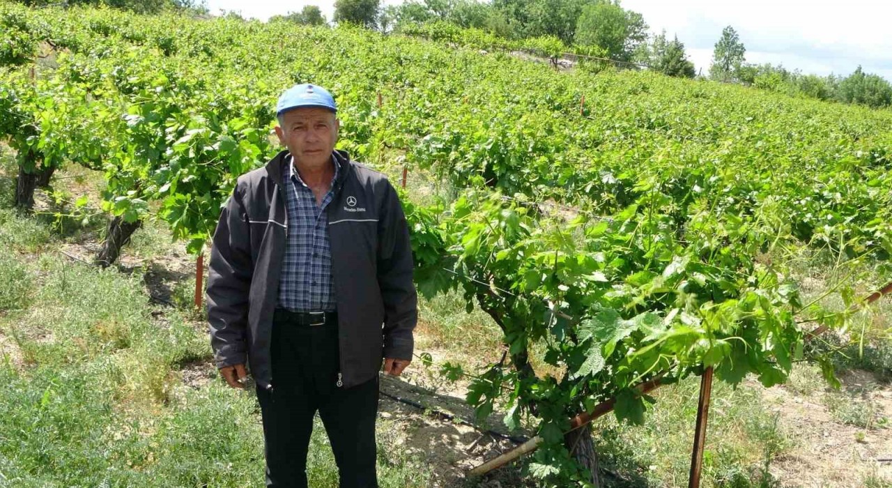 Zirai donun vurduğu tescilli köhnü üzümünde umutlar yapraklarda