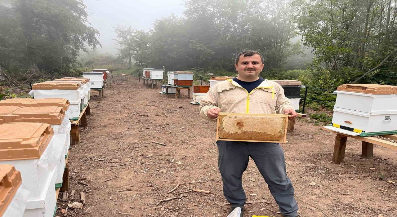 Zonguldakta ormangülü balında önemli üretim