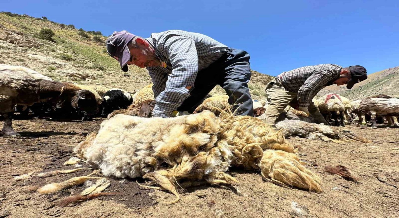 1 yılda büyüyen yünler, 3 dakika kırkılıyor