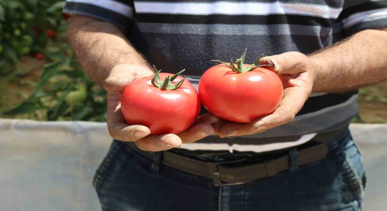 70 derecede Türkiyenin en lezzetli domatesleri Eskişehirde yetişiyor