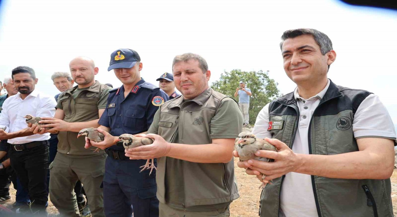 Adanada doğaya 500 keklik salındı
