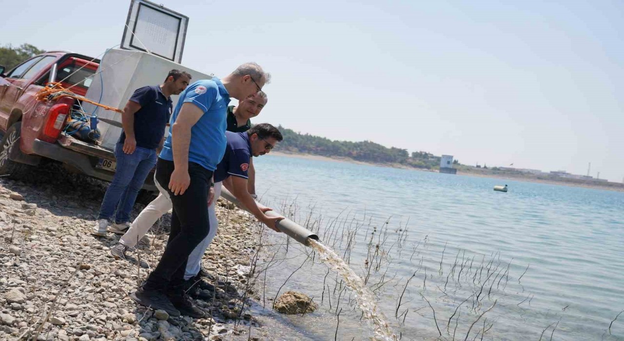 Adanada yetişen 10 milyon 500 bin yavru sazan 12 ilde 129 göl ve göletlere bırakıldı