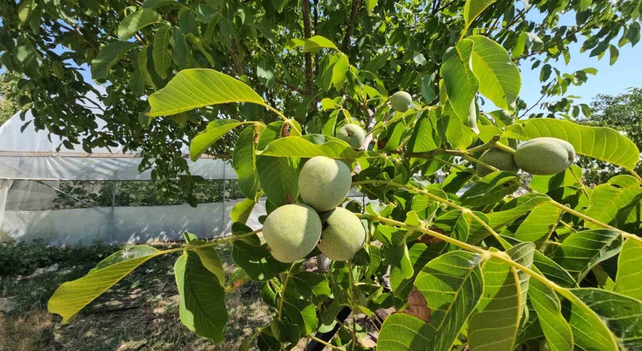 Adilcevazda ceviz rekoltesinde rekor beklenti