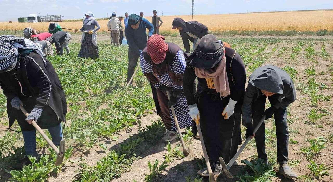 Adilcevazda kavurucu sıcakta ekmek mücadelesi