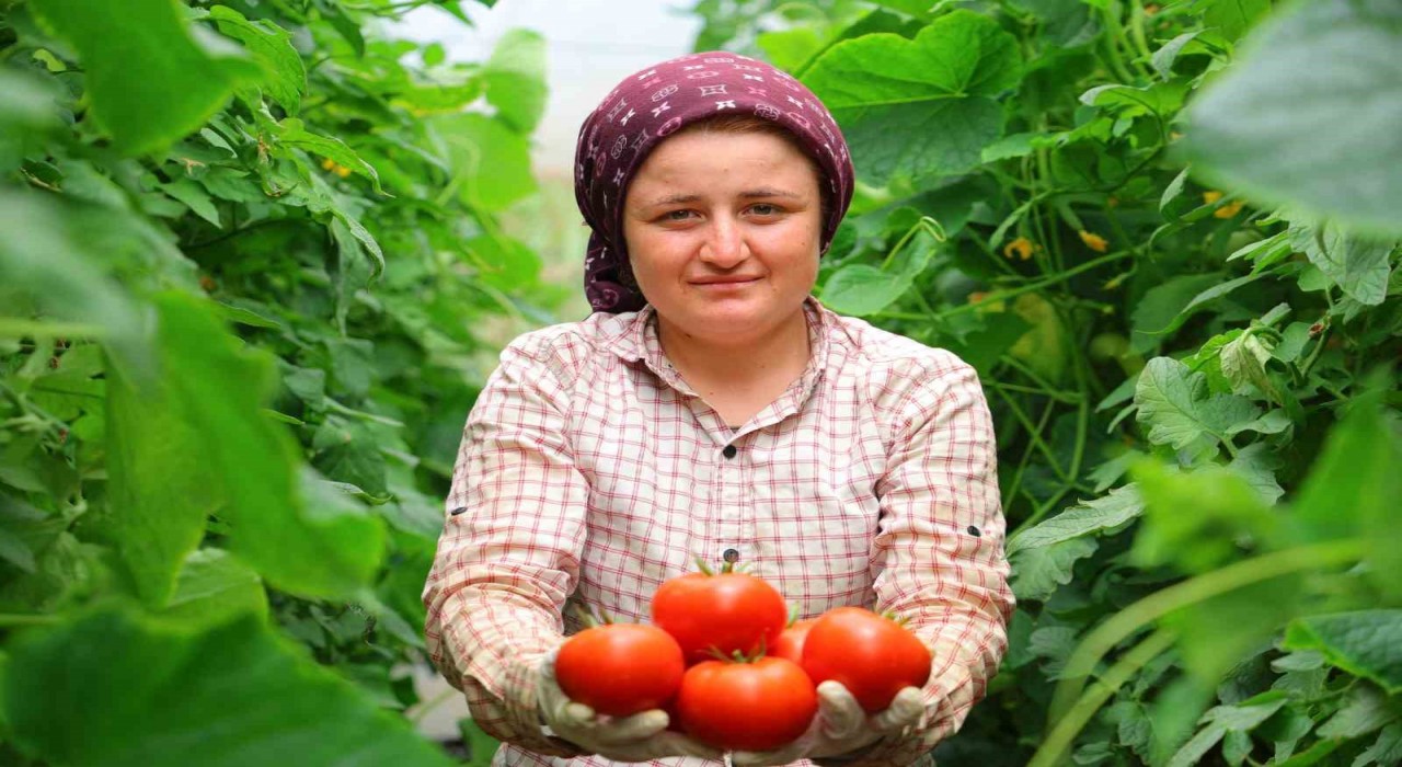 Adının hakkını veren mahalle: Her mevsim domates üretimi bölgeye katkı sağlıyor