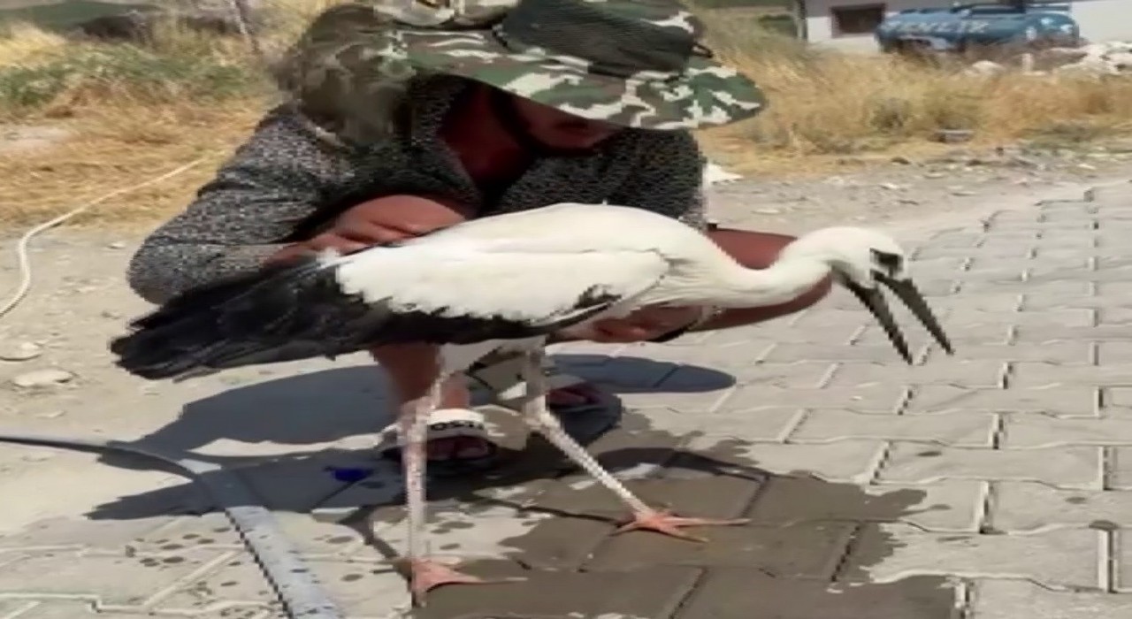 Adıyamanda sıcaktan bayılan leyleği köylüler kurtardı