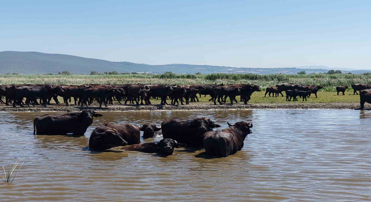 Afrika savanasını andıran görüntüler Bursadan