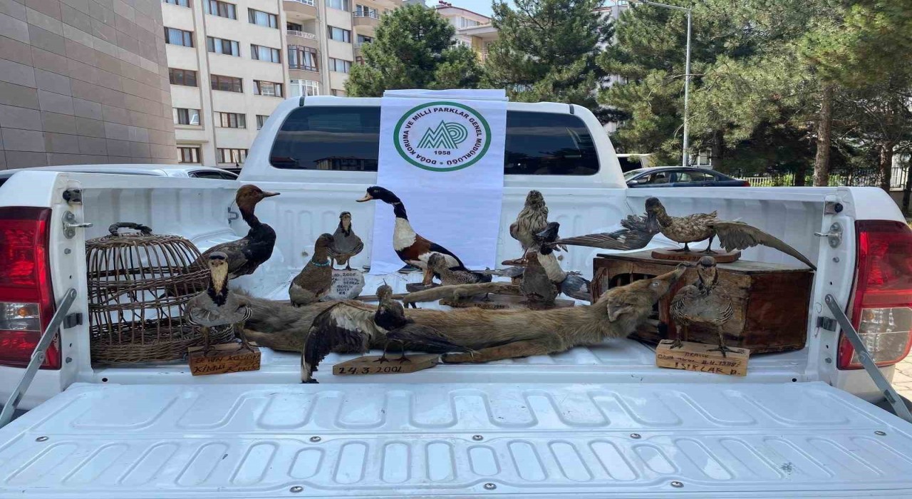 Afyonkarahisarda 14 tahnit hayvan ve 2 kafes ele geçirildi