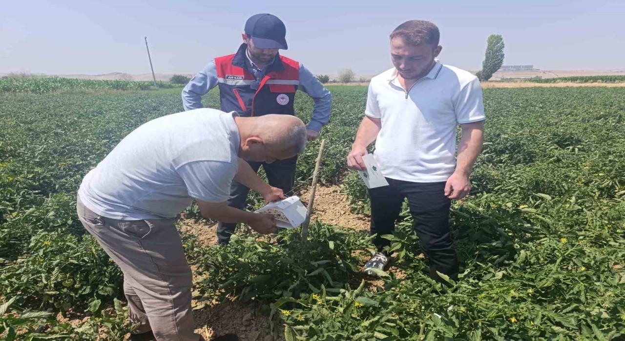Afyonkarahisarda bitki sağlığı faaliyetleri devam ediyor
