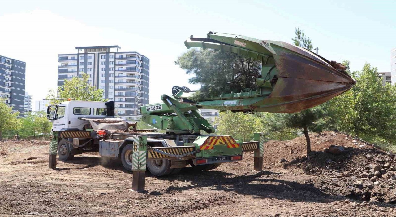 Ağaçlar zarar verilmeden ormanlık alana taşındı