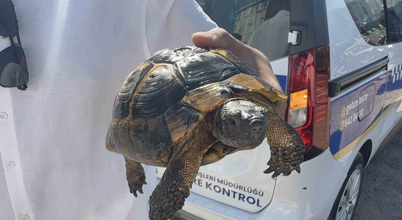 Ağaçlık alan ve gecekonduya sıçrayan yangın söndürüldü