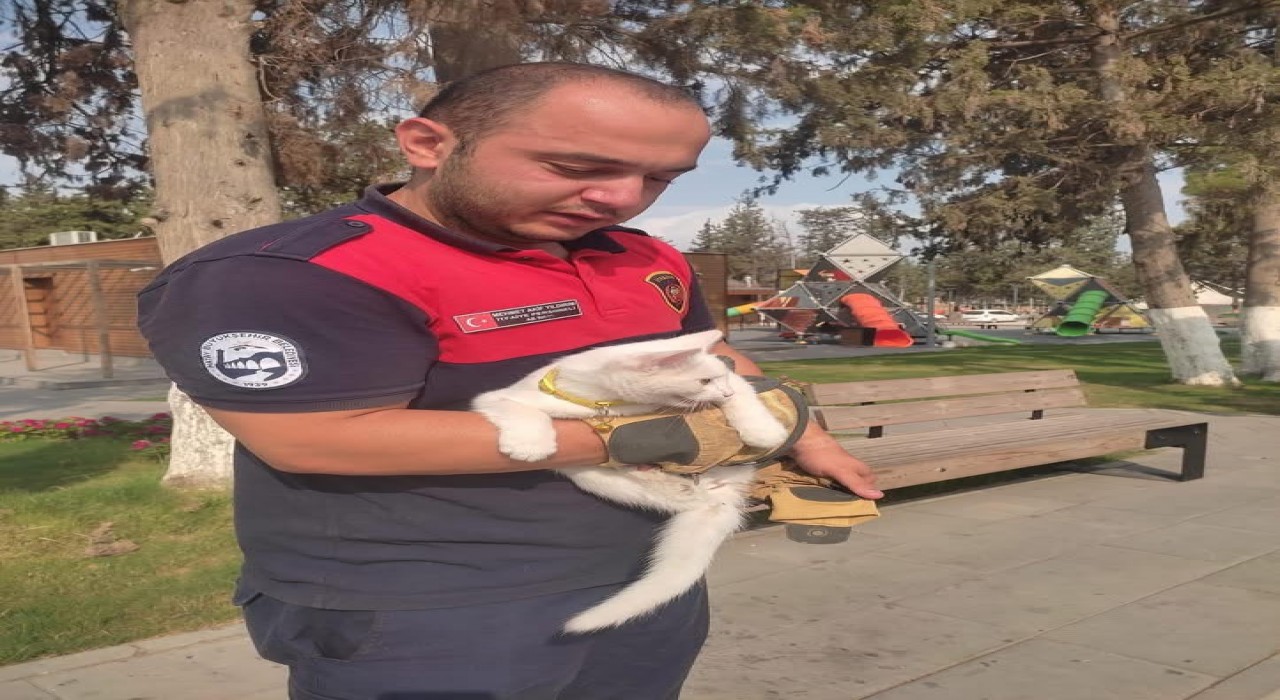 Ağaçta mahsur kalan kediyi itfaiye kurtardı