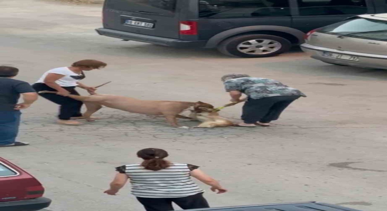 Ağızlıksız dolaştırılan pitbull, hem köpeğe hem de kendi sahibine saldırdı