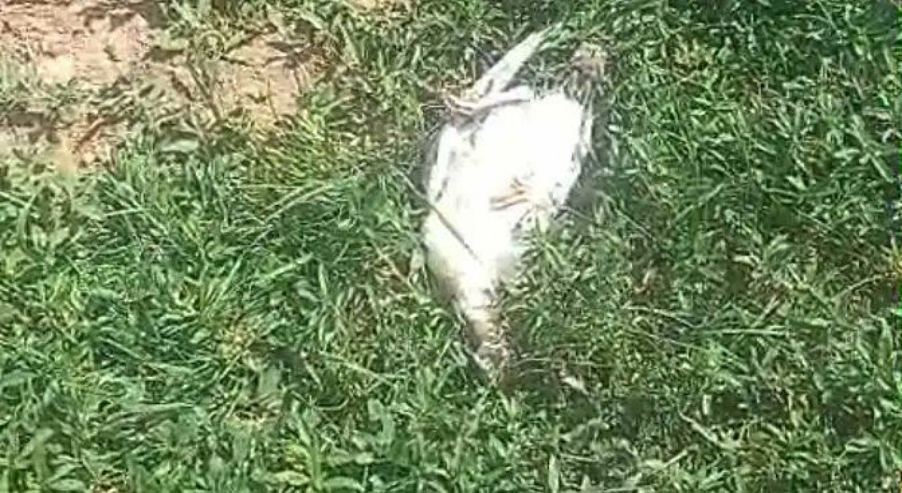 Ağrıda başıboş köpekler dehşet saçtı: 25 hindi ve tavuk telef oldu