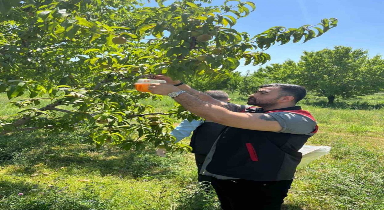 Akdeniz meyve sineğine karşı mücadele ediliyor