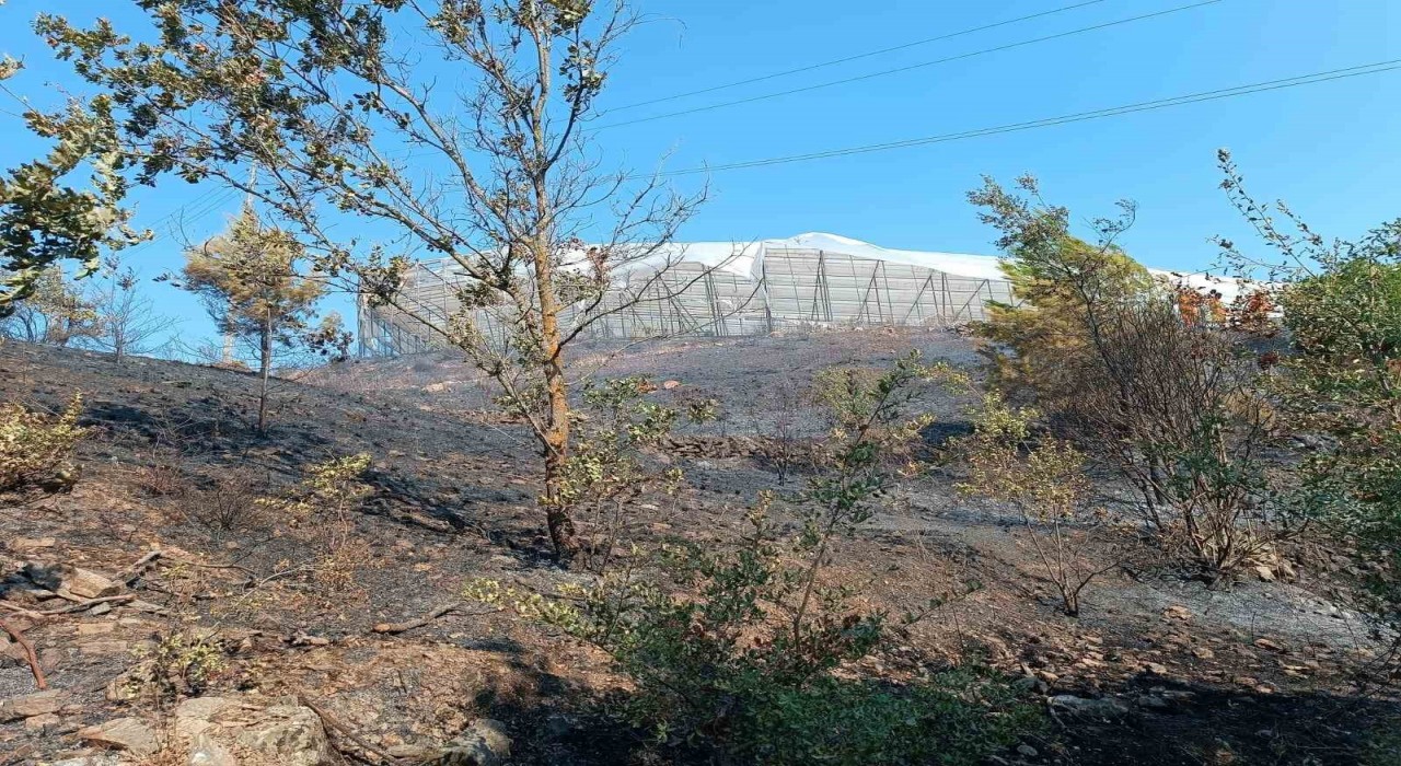 Alanyada makilik alanda çıkan yangın kısa sürede kontrol altına alındı
