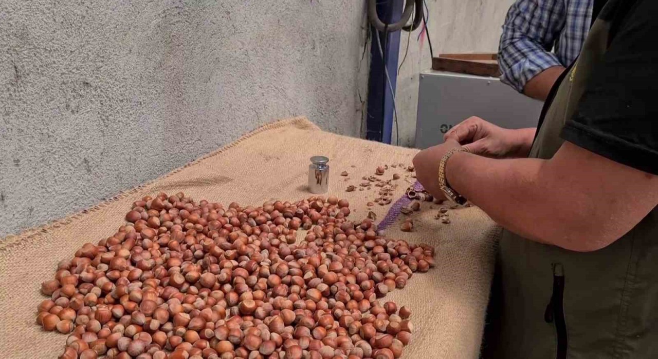 Alaplıda fındık hasat tarihleri belli oldu
