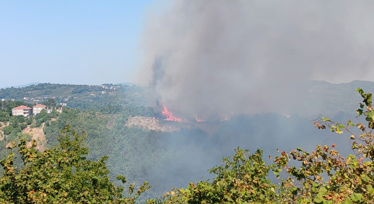 Alaplıda ormanlık alanda yangın
