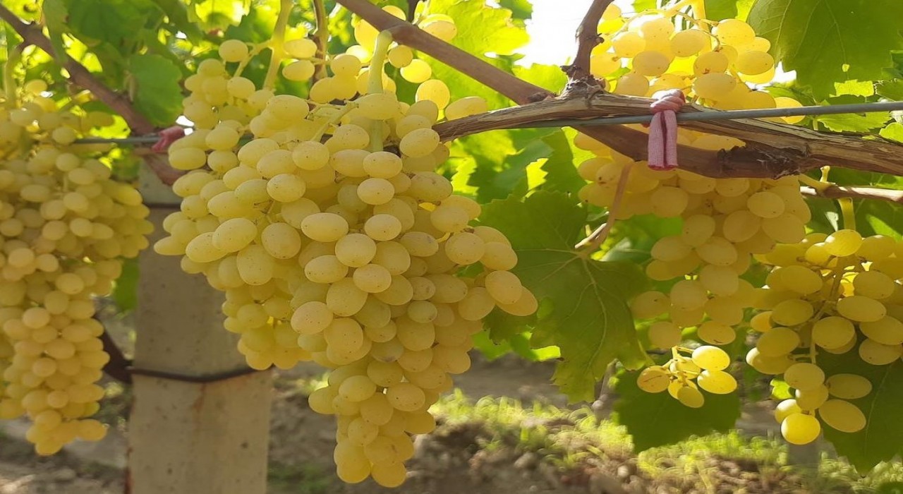 Altın sarısı Sultaniye üzümün yolculuğu başladı