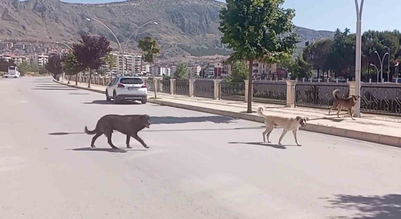 Amasya sokaklarında halkı korkutan köpek çetesi