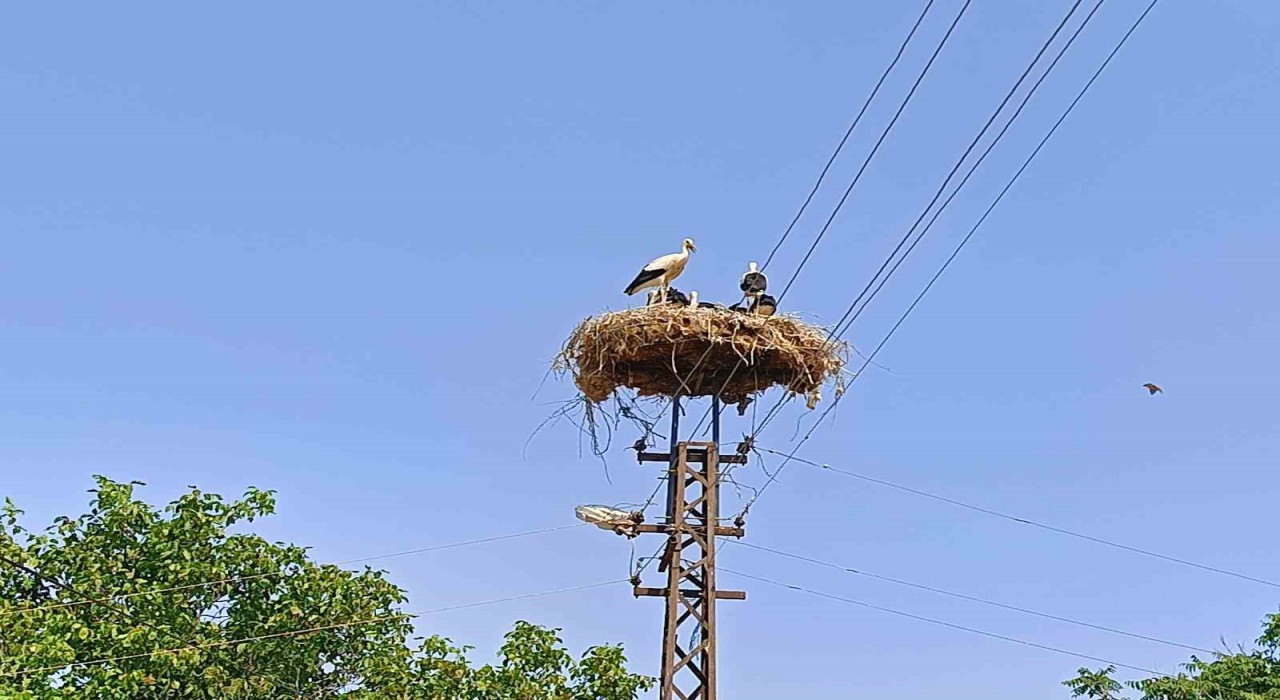 Anne şevkatiyle yaralı leyleğe sahip çıktı