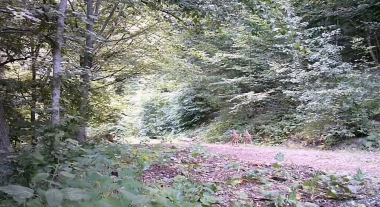 Anne ve yavru karacalar orman turunda fotokapana yansıdı