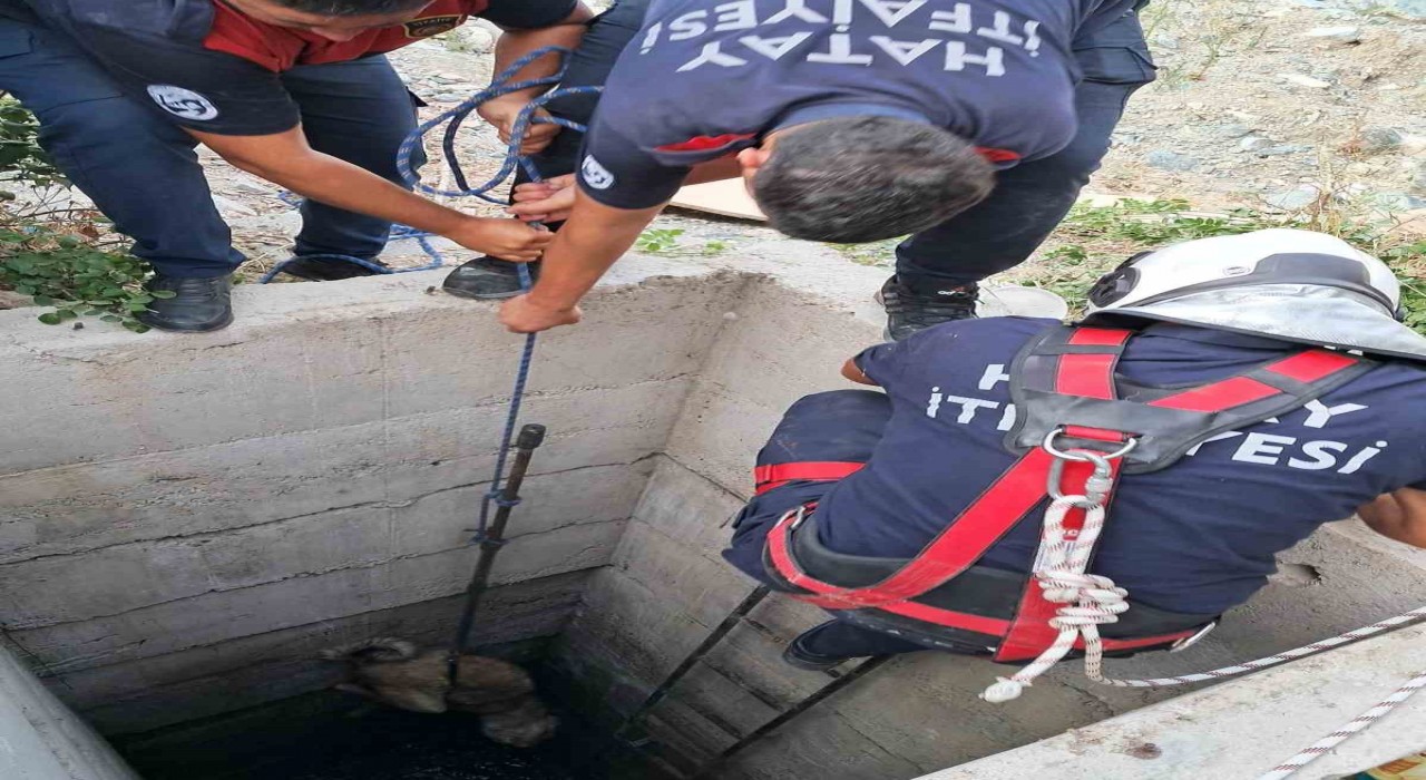 Antakyada 10 metrelik kuyuya düşen köpeği itfaiye kurtardı