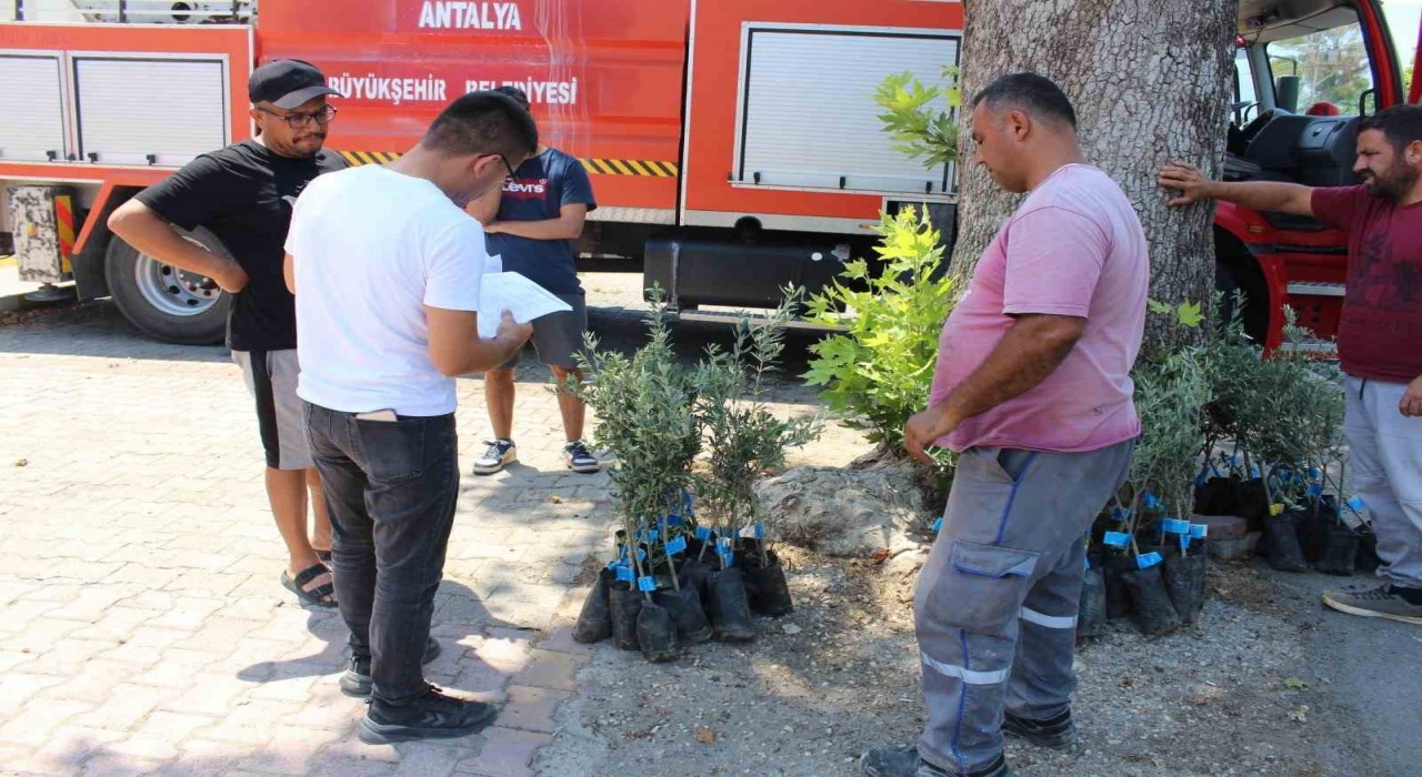 Antalya Büyükşehir Belediyesinden zeytin seferberliği