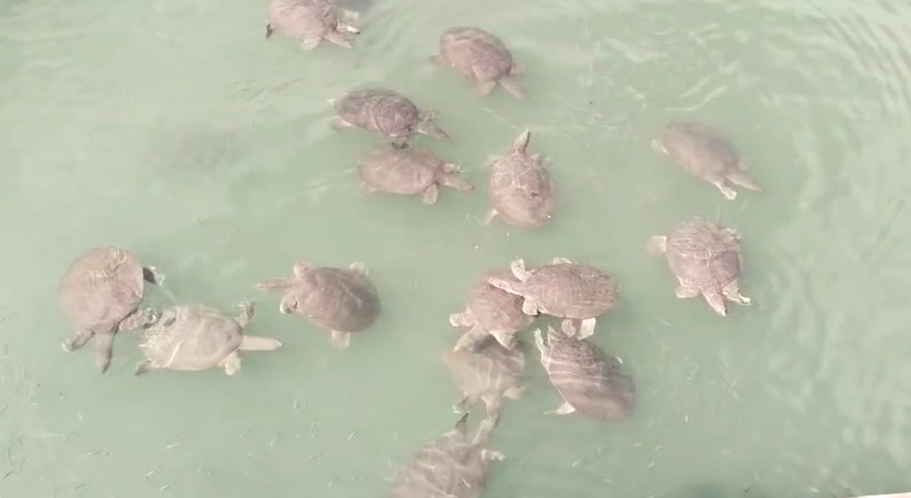 Antalyada saldırgan Nil kaplumbağası uyarısı