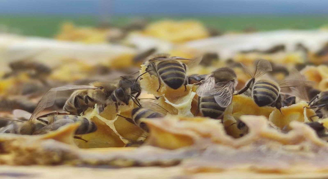 Ardahan Arı Yetiştiricileri Birliği Başkanı Evliyaoğlu: Hakiki bal donup kristalize olur