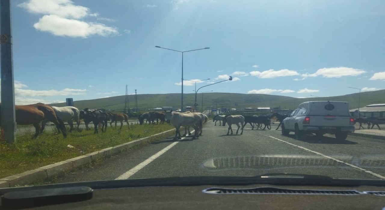 Ardahanda başıboş atlar trafikte tehlike saçıyor