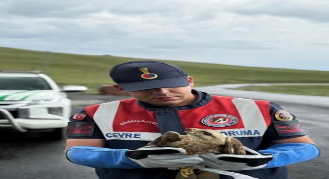 Ardahanda yaralı kızıl şahin korumaya alındı