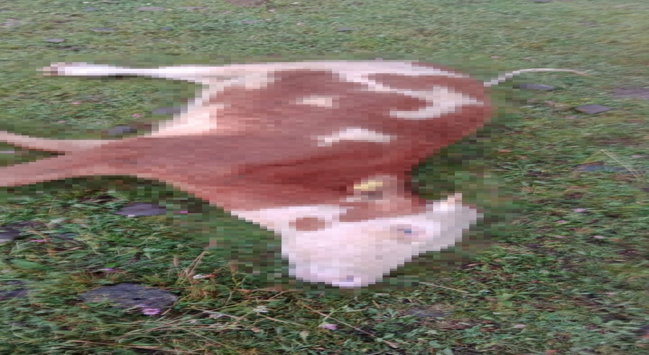 Ardahanda yıldırım düştü, 5 inek telef oldu