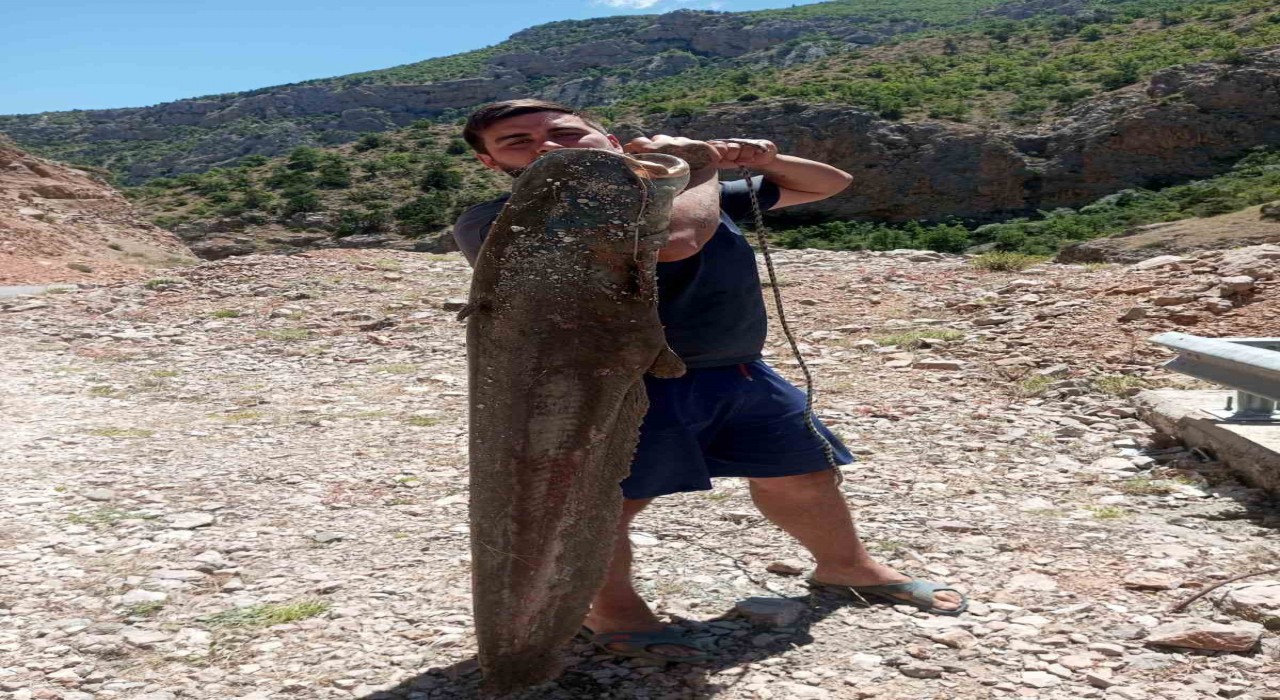 Ardanuçta baraj gölünde dev yayın balıkları yakalandı