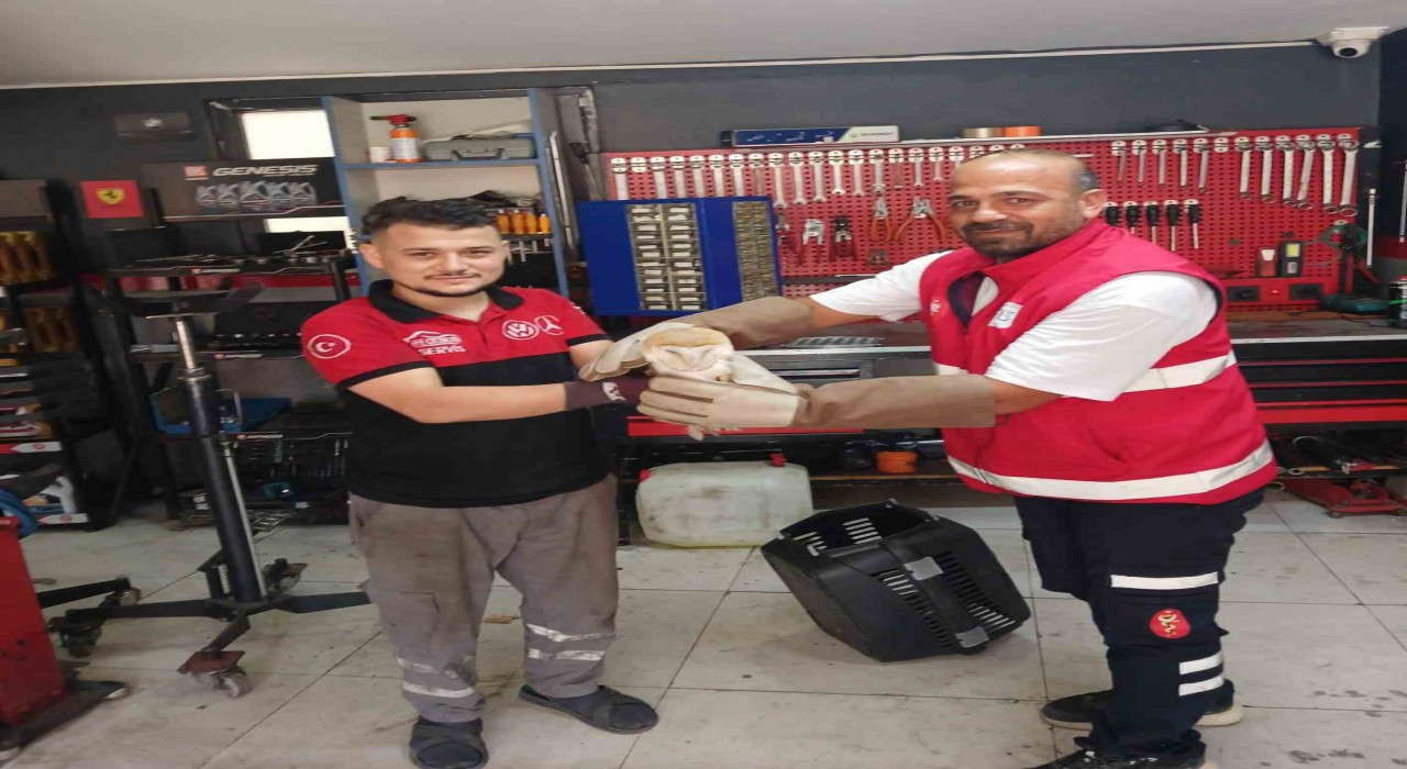 Arnavutköyde nadir rastlanan peçeli baykuş bulundu